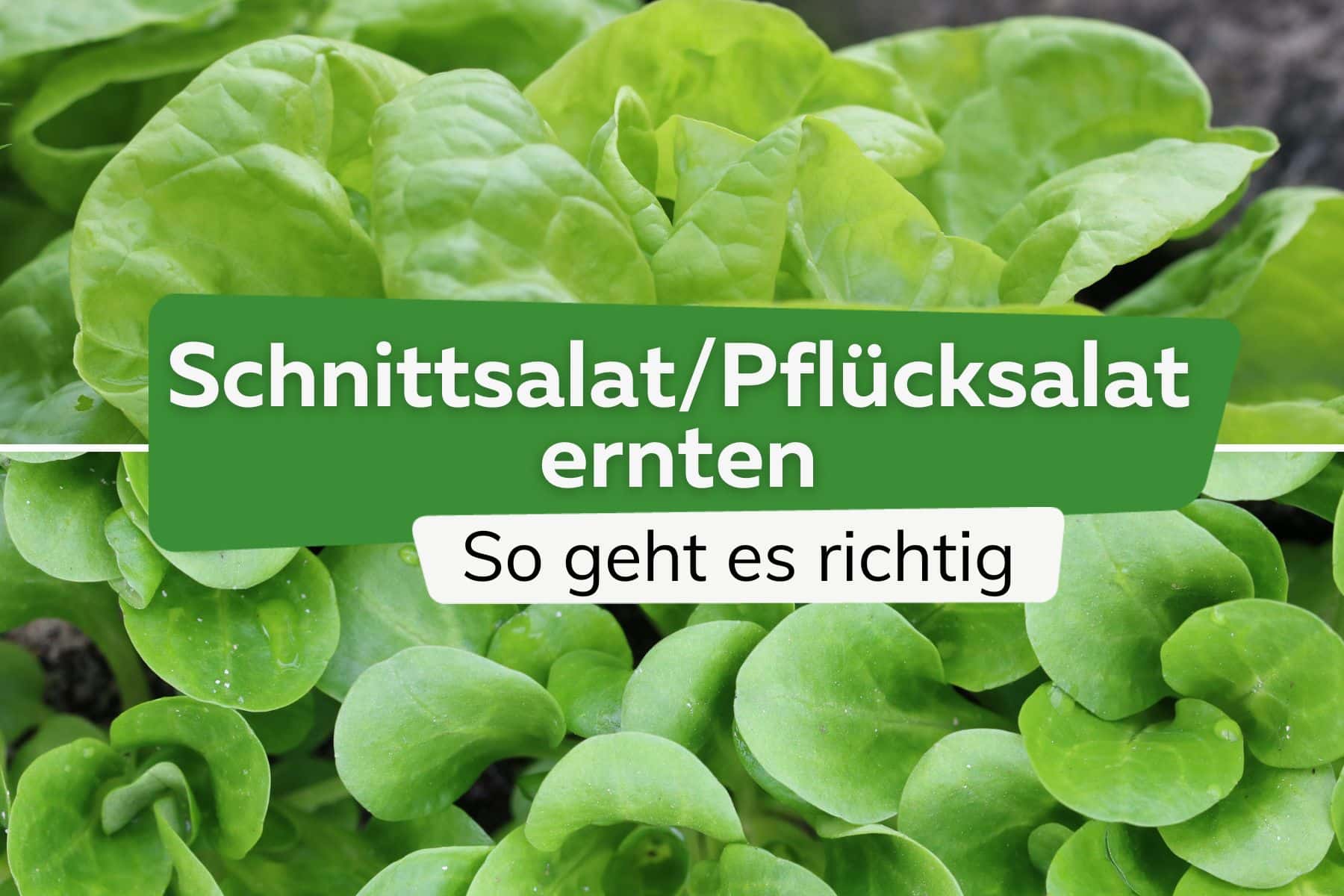 Schnittsalat/Pflücksalat ernten - so geht es richtig