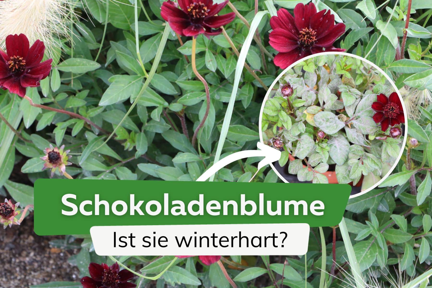 Schokoladenblume: ist sie winterhart? Anleitung zum Überwintern