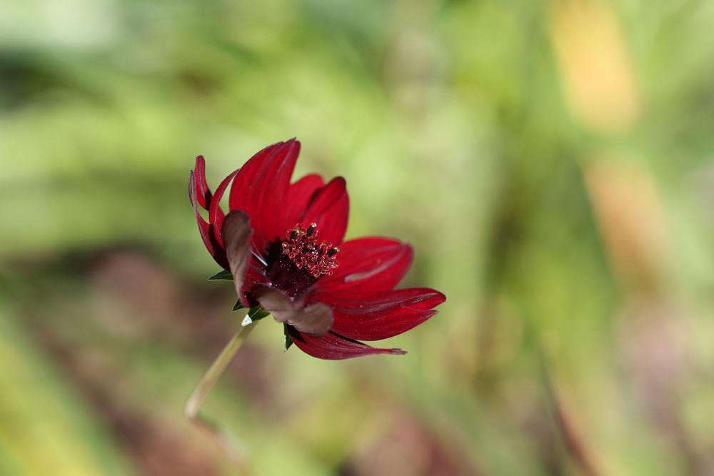 Schokoladenblume mit rötlicher Blüte