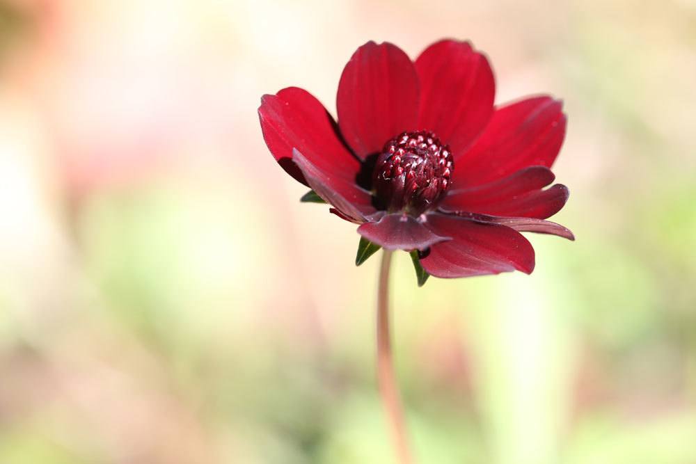 Schokoladenblume kann auch im Kübel überwintert werden