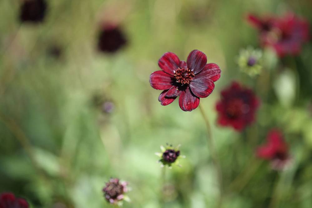 Schokoladenblume duftet angenehm nach Vollmilchschokolade