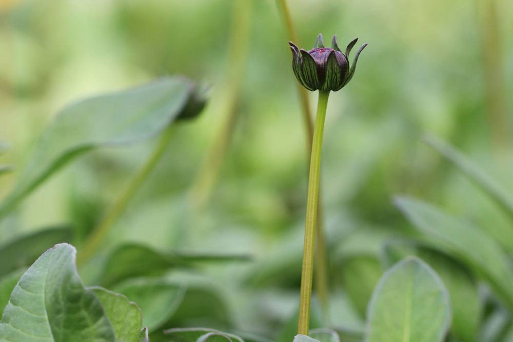 Schokoladenblume mit Blütenknospe