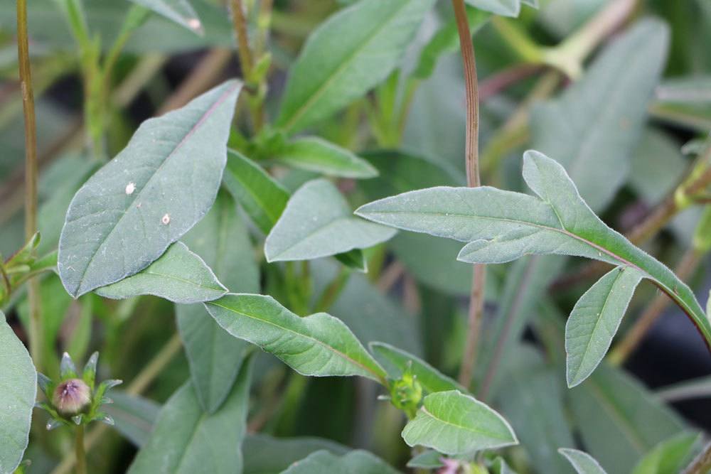 Schokoladenblume sollte im Winter geschützt werden