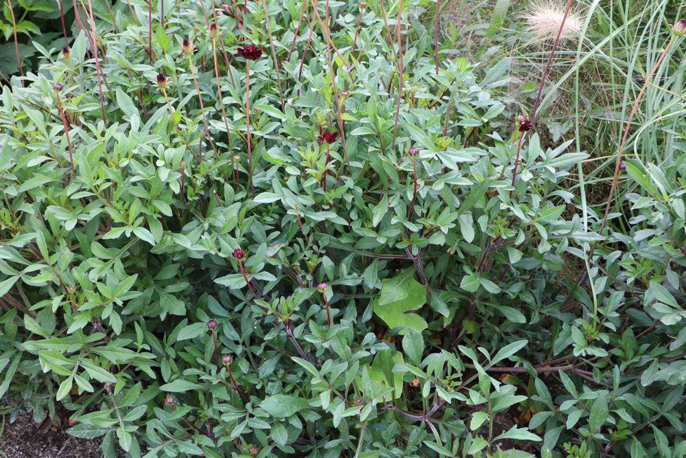 Schokoladenblume wieder langsam ans Frühjahr gewöhnen