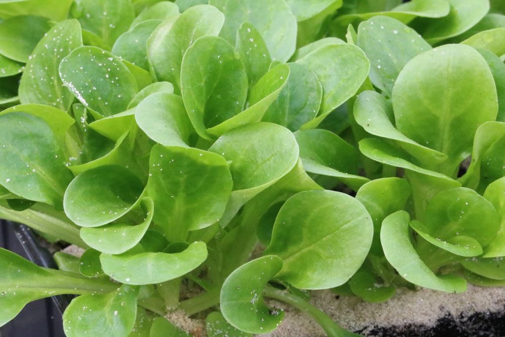 Valerianella locusta, Feldsalat