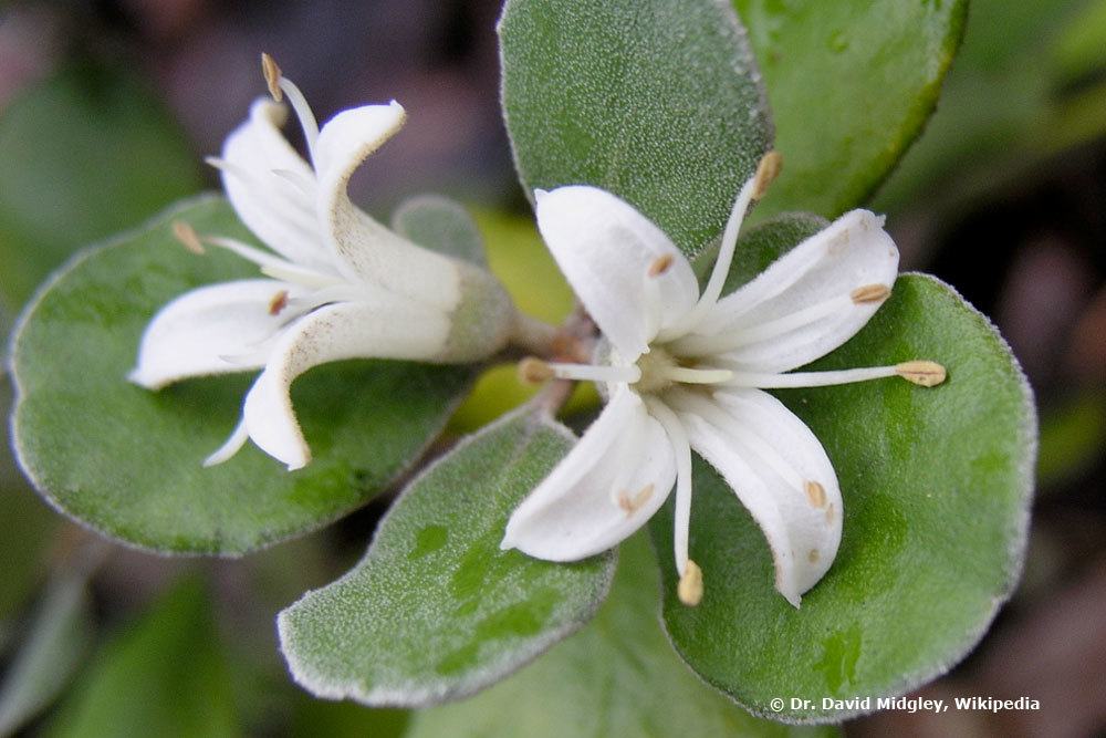 Australische Fuchsie, Correa