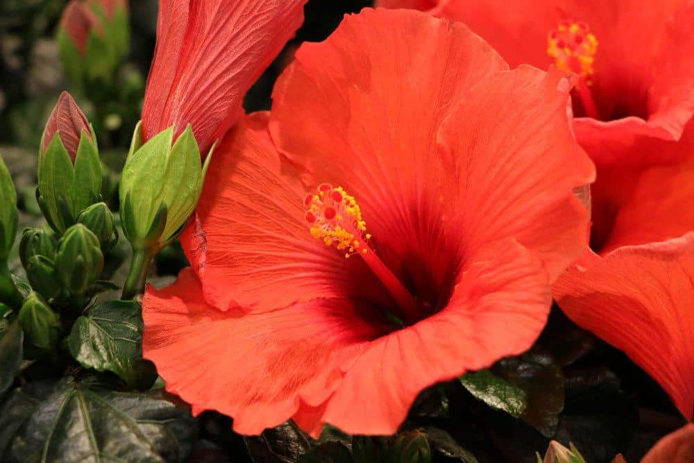 Hibiskus, Roseneibisch