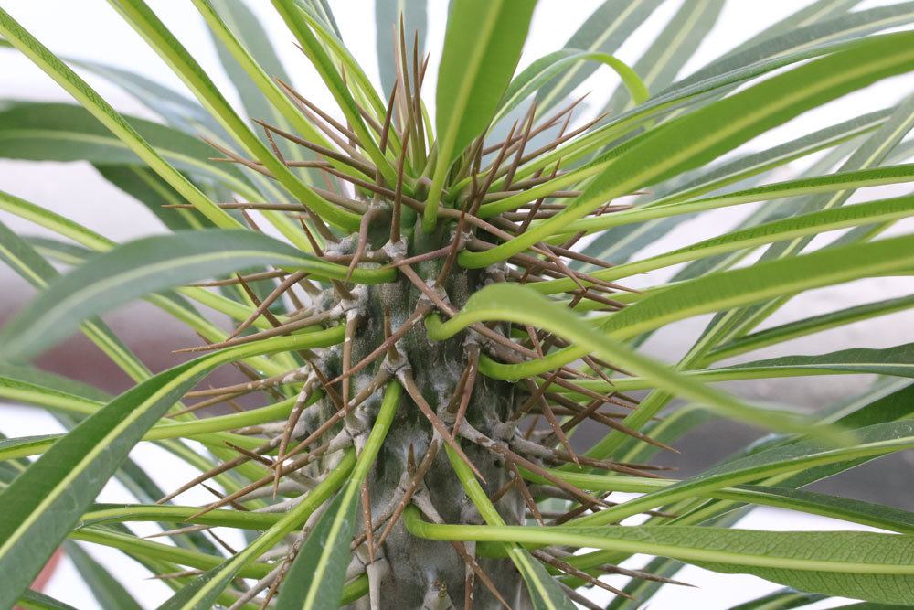 Madagaskarpalme, Pachypodium lamerei