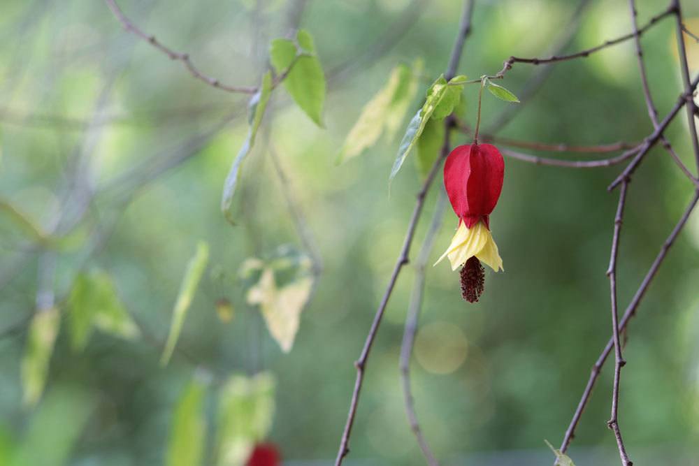 Schönmalve, Abutilon