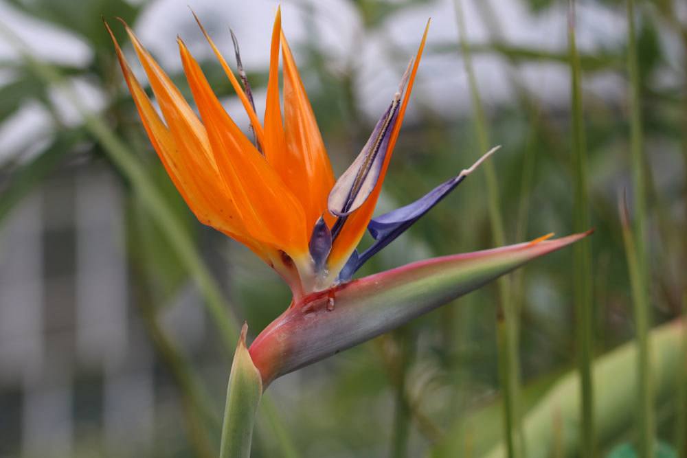 Strelitzie, Strelitzia reginae