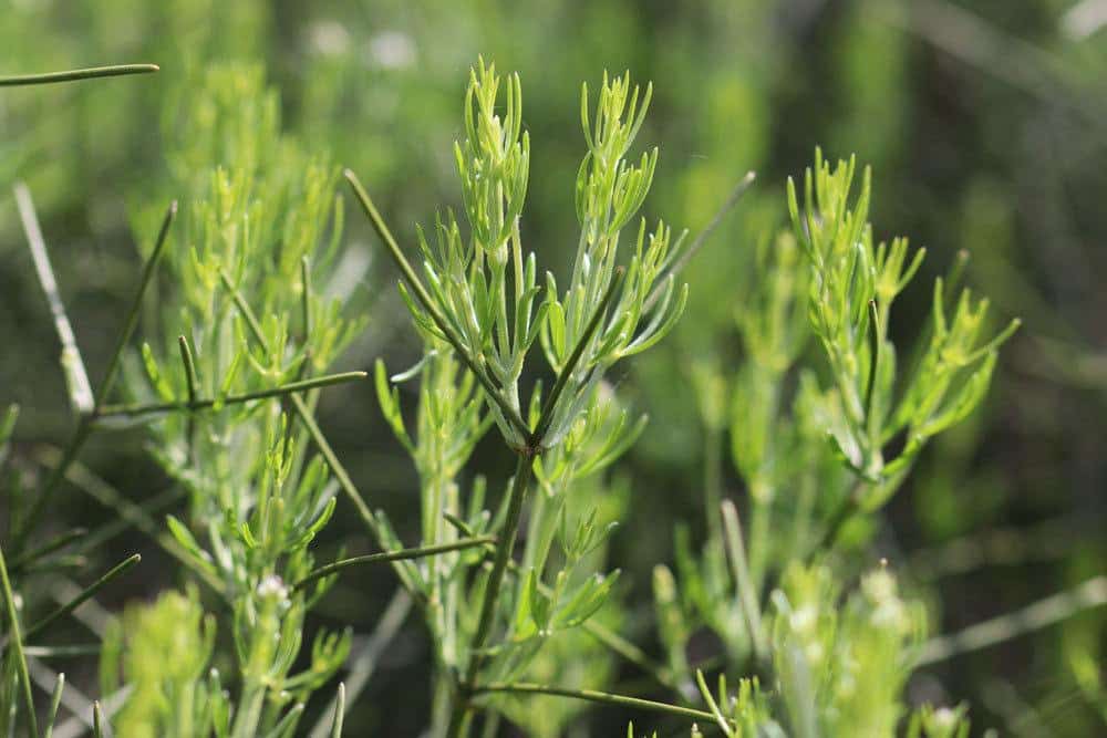 Genista tinctoria, Färberginster, Färber-Ginster