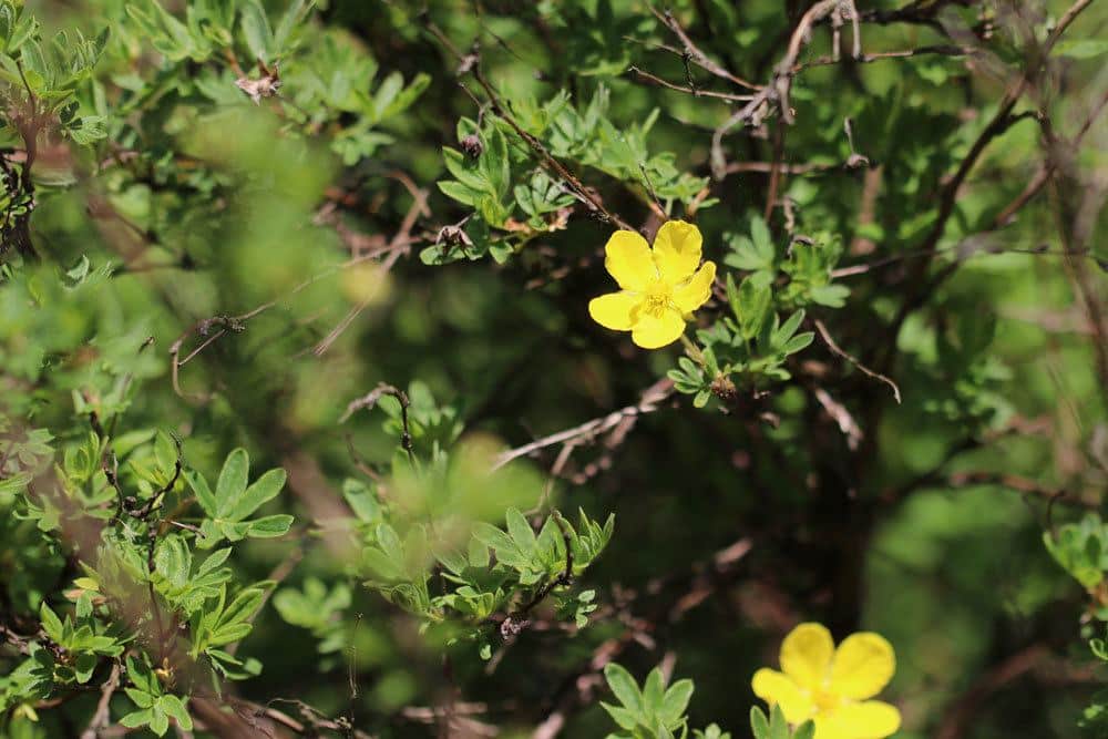 Potentilla fruticosa, Fingerstrauch