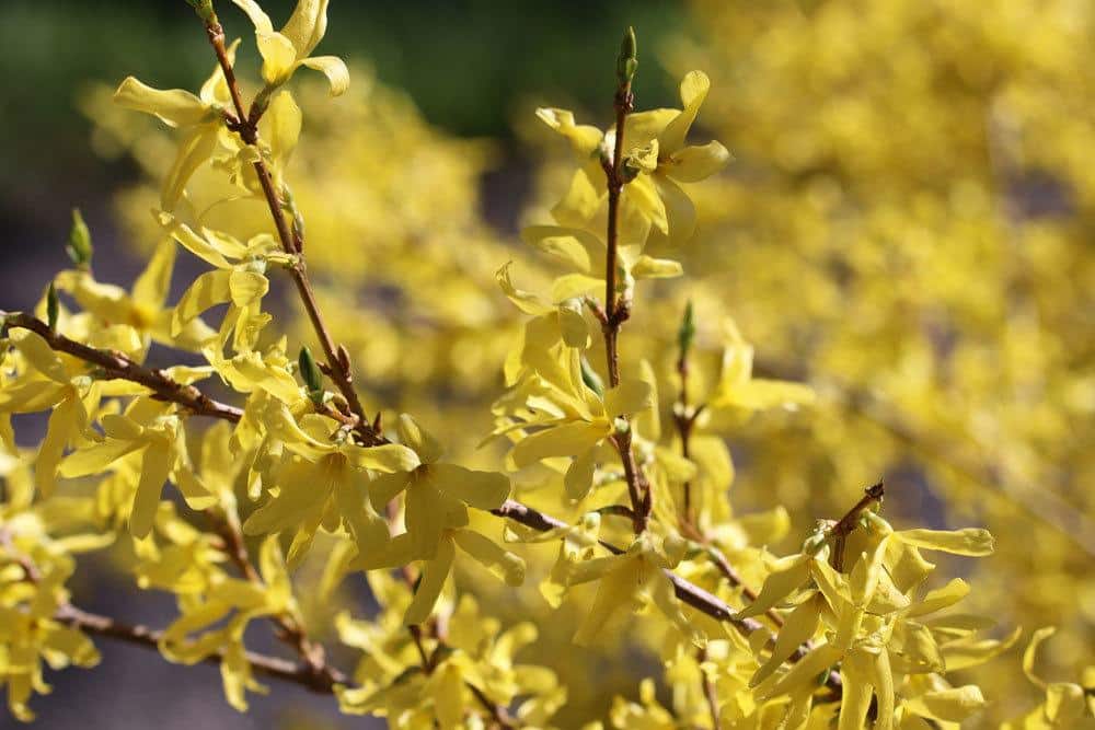 Forsythia, Forsythien