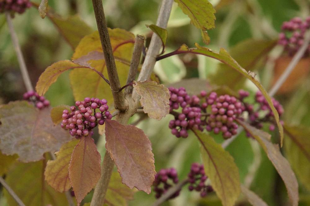 Callicarpa giraldii, Liebesperlenstrauch