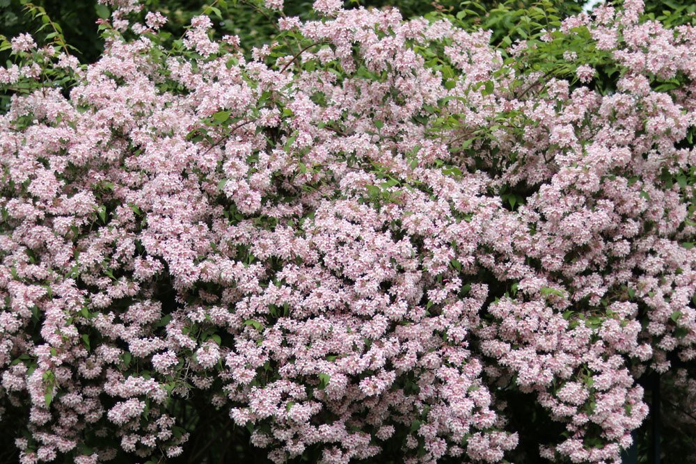 Linnaea amabilis, Kolkwitzie, Perlmuttstrauch