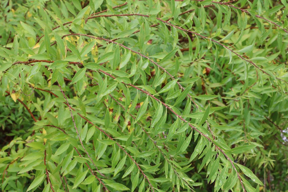 Spiraea, Spierstrauch