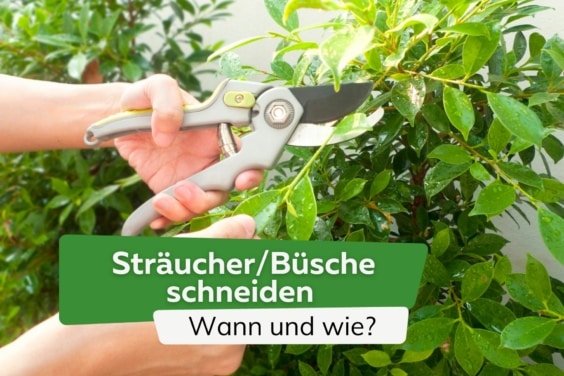 Sträucher/Büsche schneiden - wann und wie? Anleitung + 5 Tipps