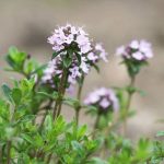 Thymian, Thymus vulgaris