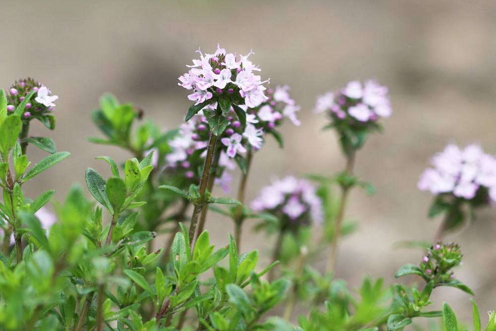 Thymian, Thymus vulgaris