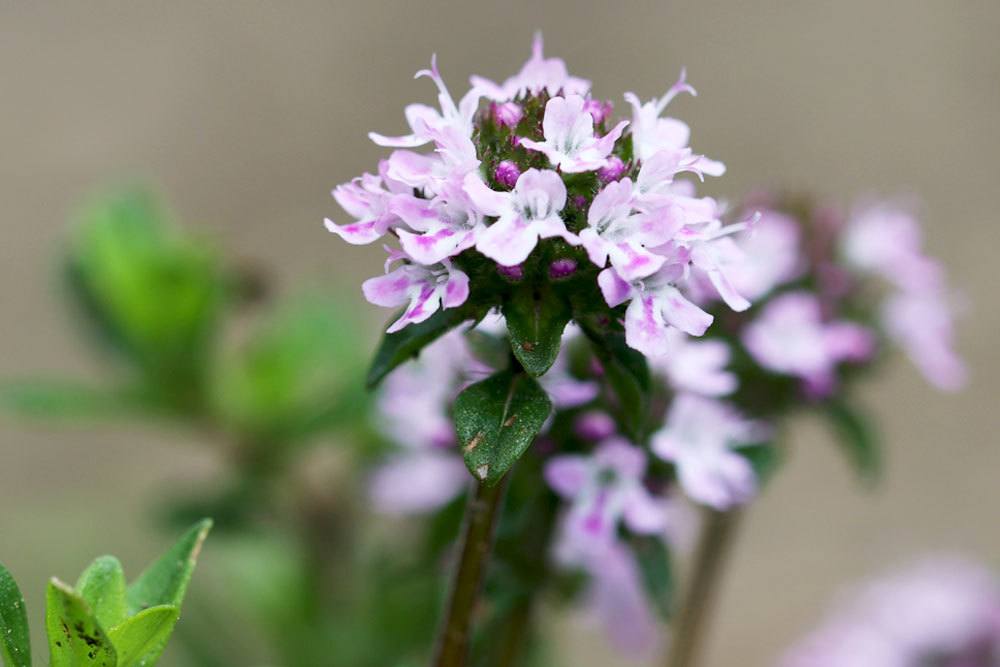 Die Blütenfarbe von Thymian variiert von Weiß über Rosa bis zu Violett