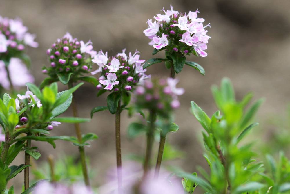 Thymian stammt aus dem Mittelmeergebiet