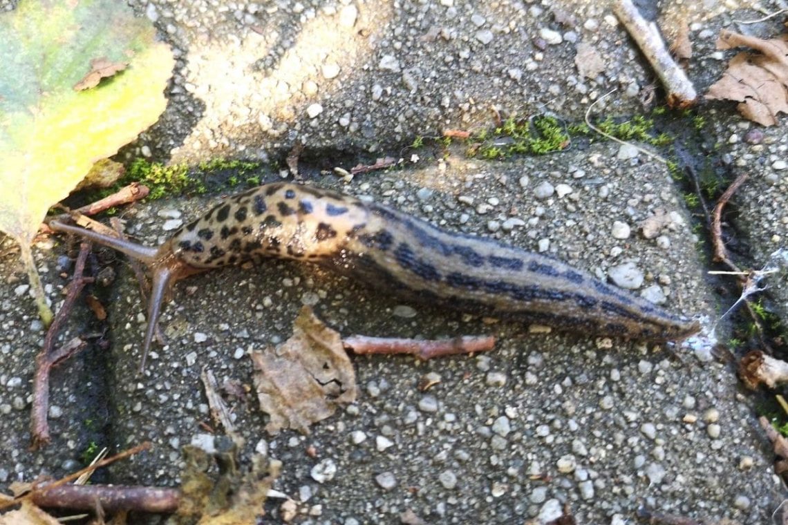 Tigerschnegel (Limax maximus)