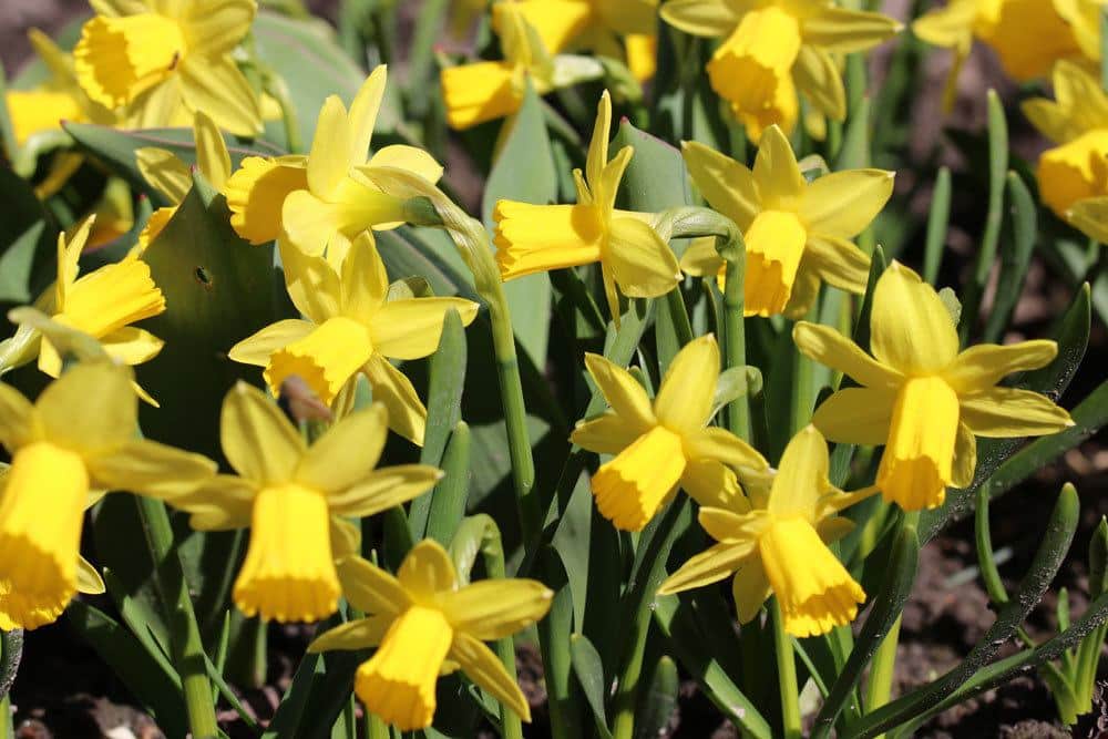 Narzissen auch nach der Blüte pflegen