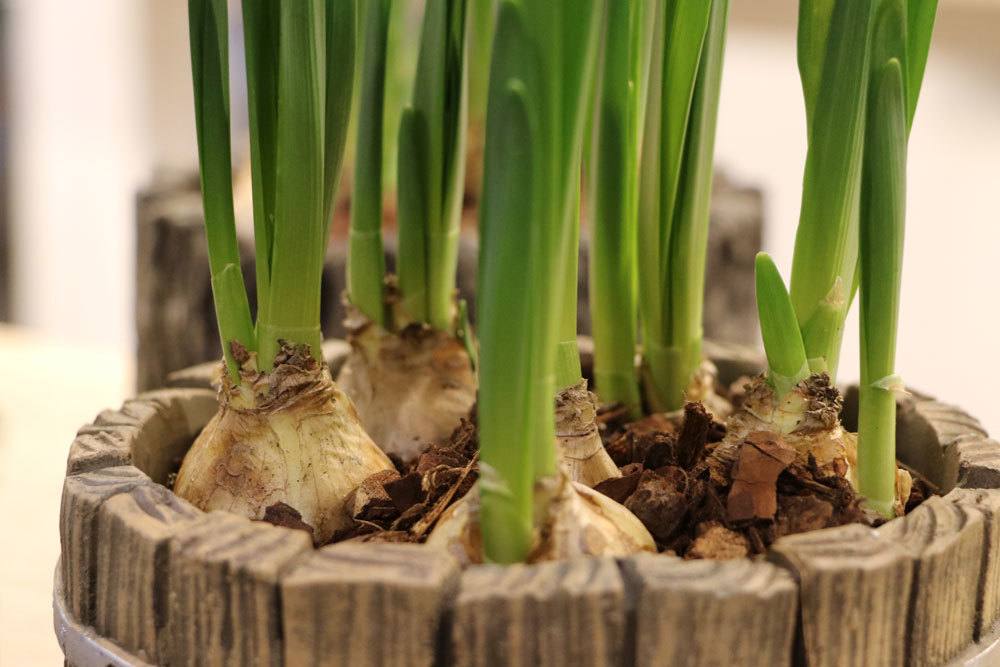 Blumenzwiebeln von Narzissen treiben neu aus