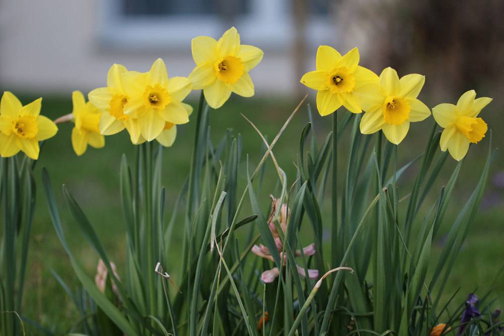 blühende Narzissen im Garten