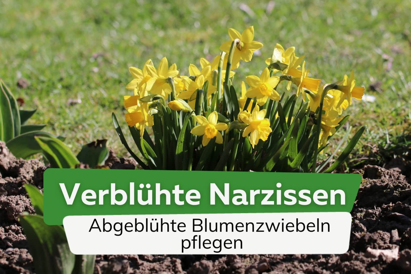 Grabbepflanzung im Frühjahr: 12 frühlingshafte Pflanzen für Gräber