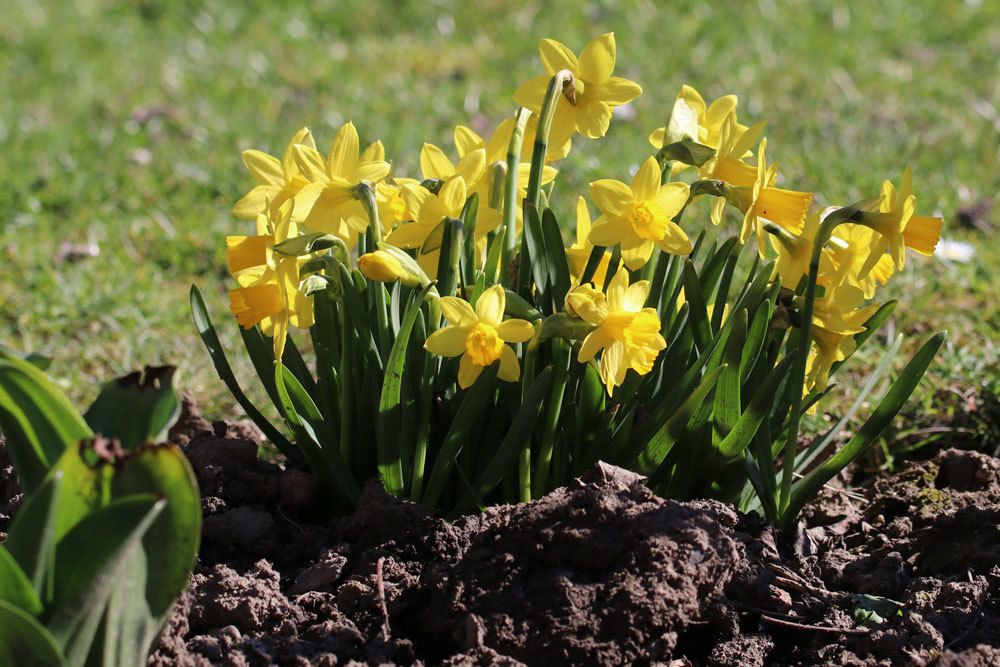 Osterglocken werden auch Narzissen genannt