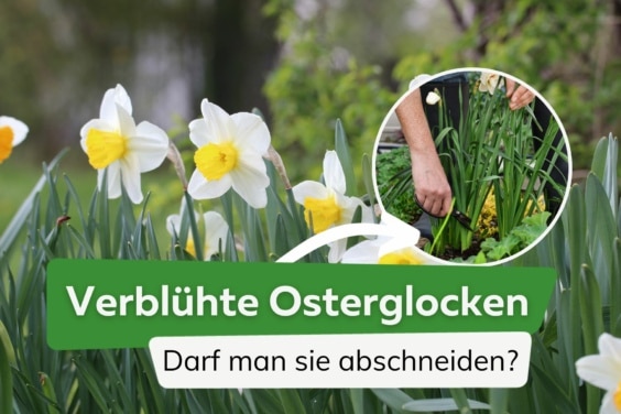 Verblühte Osterglocken - darf man sie abschneiden? Tipps zur Pflege