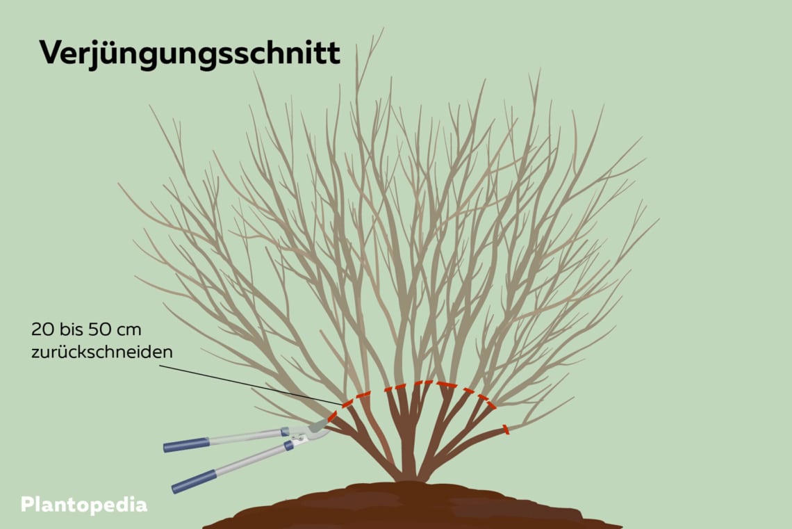 Verjüngungsschnitt bei einem Strauch