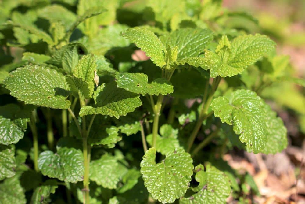 Zitronenmelisse, Melissa officinalis