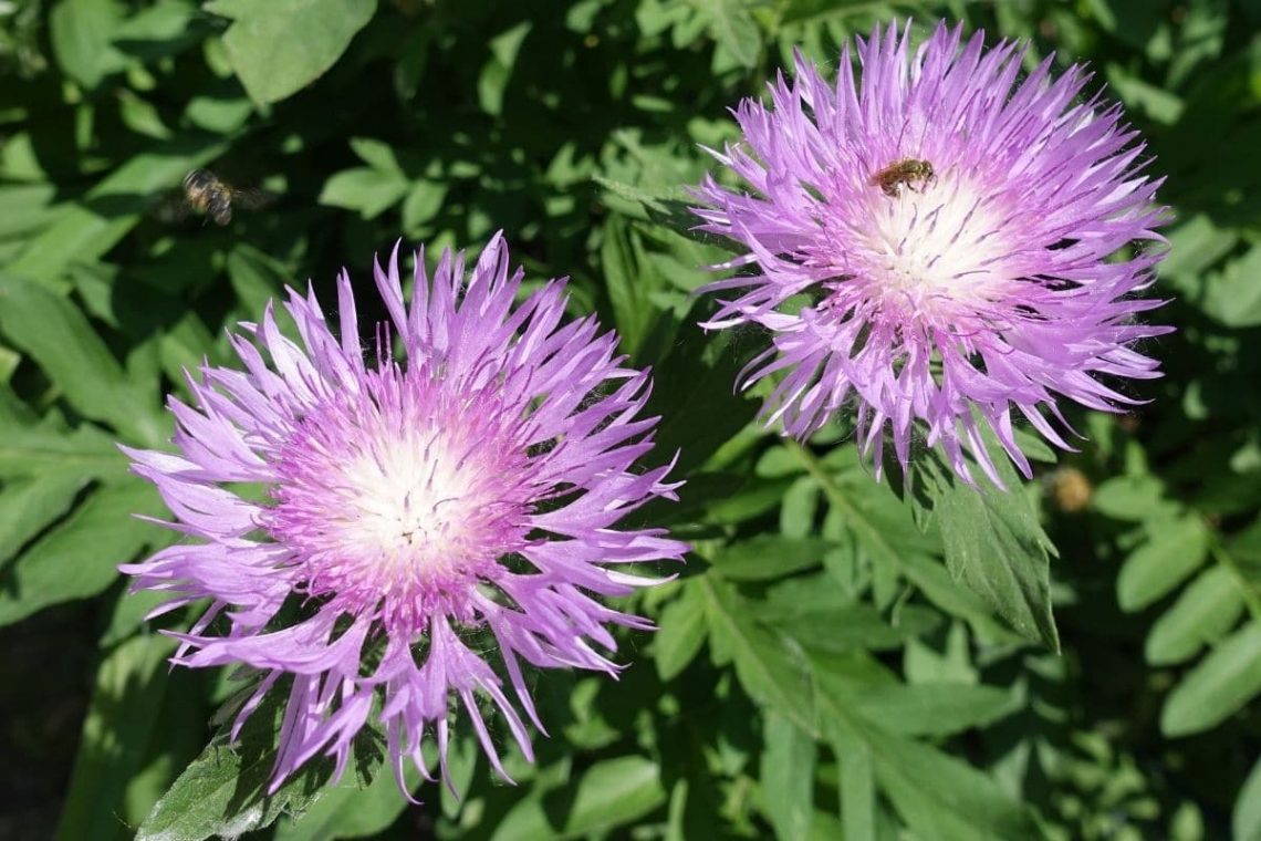 Zweifarbige Flockenblume (Centaurea dealbata)