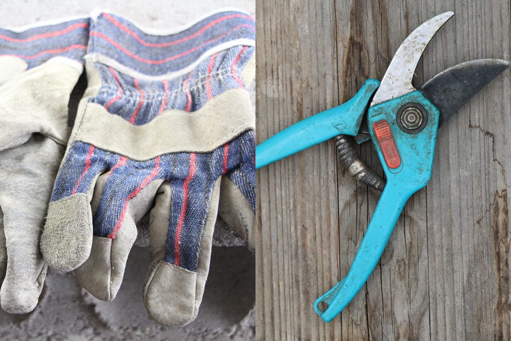 Gartenschere und Handschuhe zum Verschnitt von Gräsern verwenden