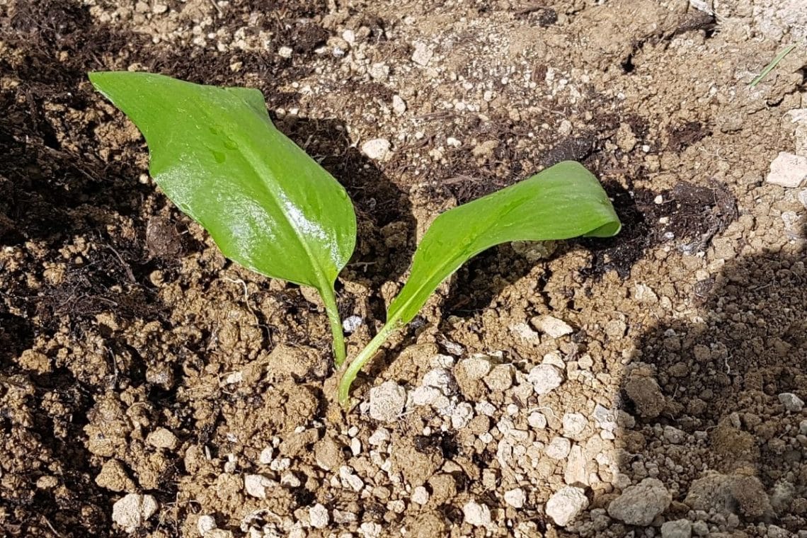 Bärlauch-Setzling im Beet