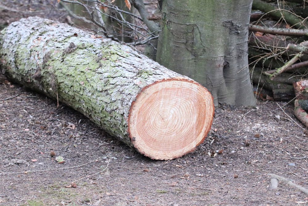 Baumfällgenehmigung für Bäume einholen