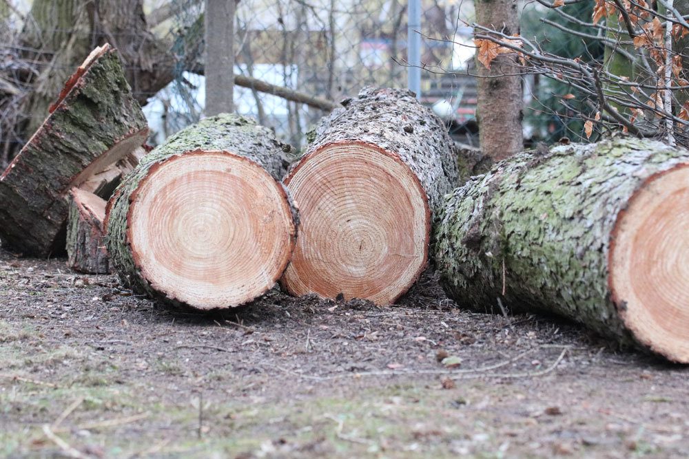 für eine Baumfällung müssen Gründe angegeben werden