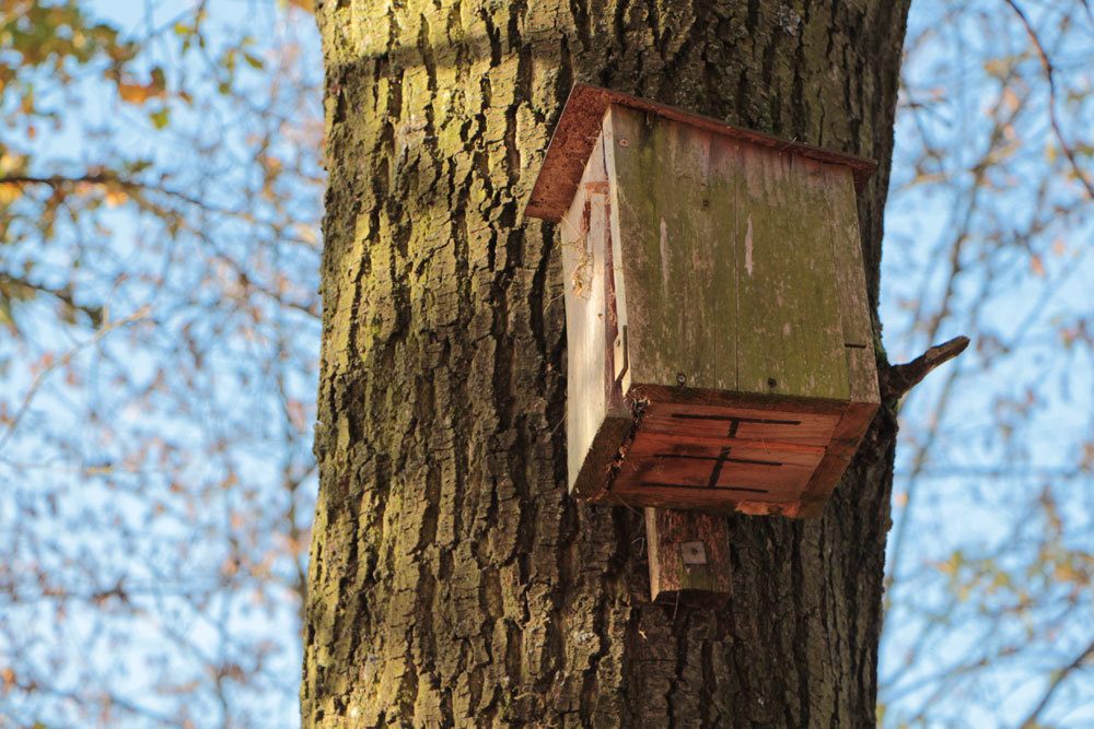 Baumfällgenehmigung muss auch zum Tierschutz beantragt werden