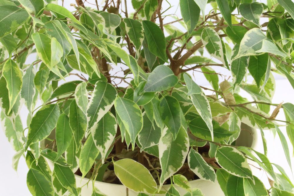 Ficus Benjamina verträgt keine Staunässe