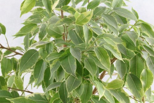 Ficus Benjamina sollte alle paar Jahre umgetopft werden