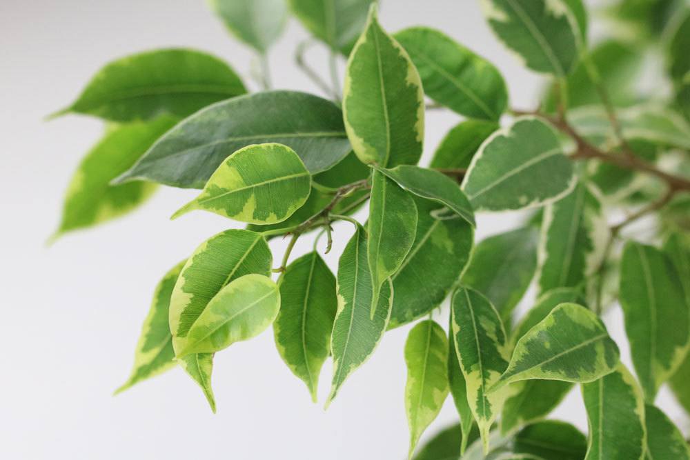 Ficus Benjamina verträgt Standortwechsel nicht so gut