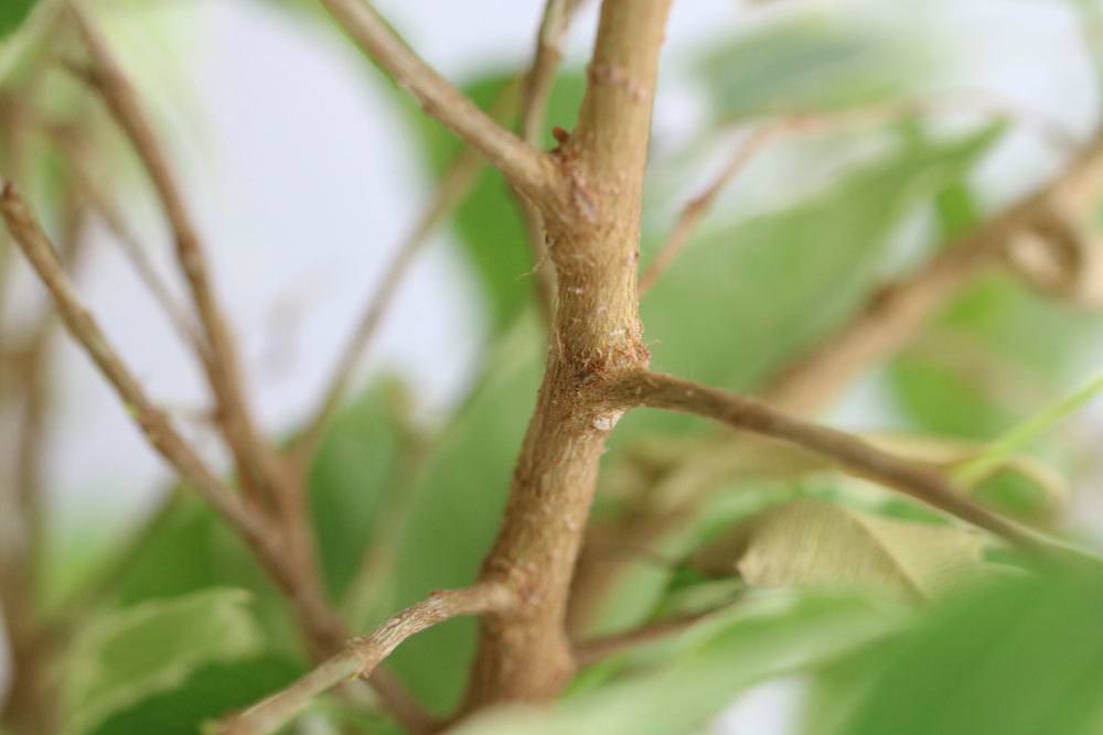 Ficus Benjamina ist ein strauchartiger Baum