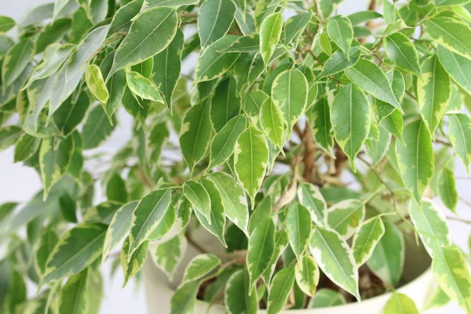 Ficus Giftig Fur Hunde