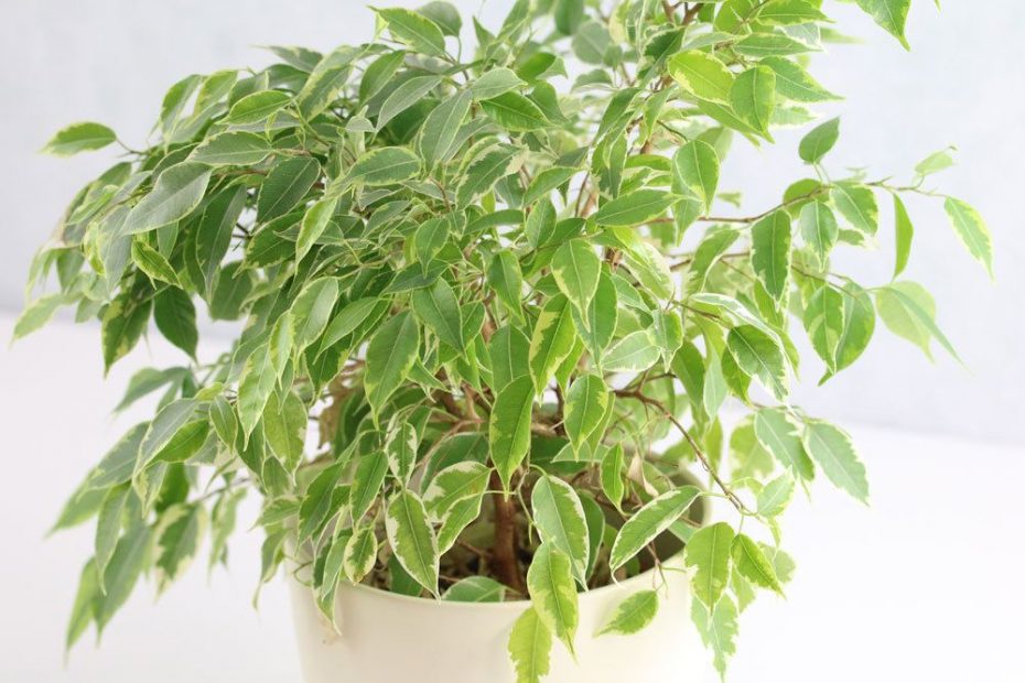 Birkenfeige, Ficus Benjamina Pflege von AZ