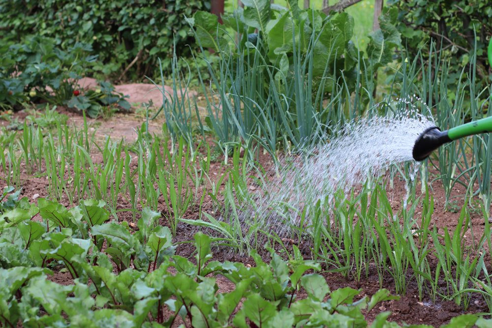 Gartenpflanzen mit Poolwasser gießen