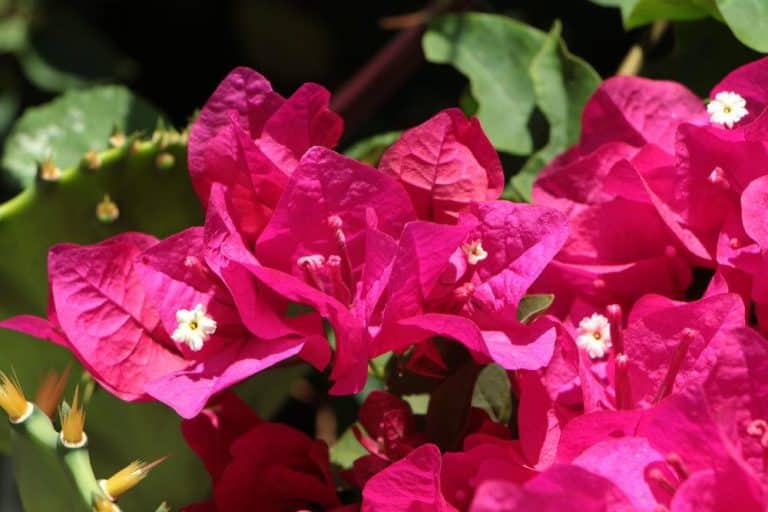 Bougainvillea richtig schneiden