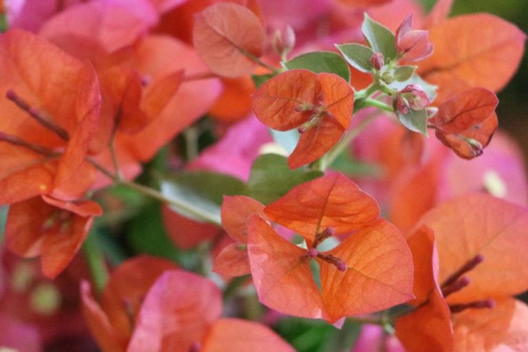 Bougainvillea ist eine schnittverträgliche Pflanze