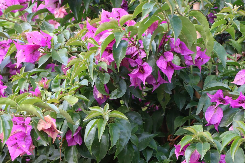 Bougainvillea schneiden, um die Pflanze zu verkleinern